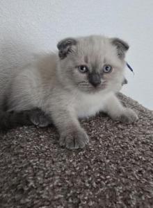 Color Point Scottish Fold Russian Blue Male - Scottish Fold Kitten For Sale - Roanoke, TX, US Color Point Scottish Fold Russian Blue Male - Scottish Fold Kitten For Sale - Roanoke, TX, US