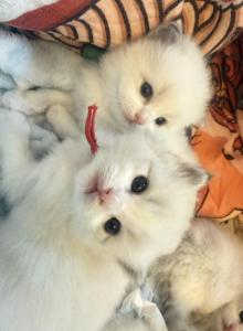 Ares - Ragdoll Kitten For Sale - Monrovia, CA, US Ares - Ragdoll Kitten For Sale - Monrovia, CA, US