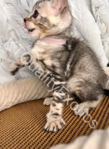 TICA registered Bengal kittens - Bengal Kitten For Sale - Fenton, MI, US TICA registered Bengal kittens - Bengal Kitten For Sale - Fenton, MI, US