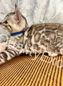 TICA registered Bengal kittens - Bengal Kitten For Sale - Fenton&comma; MI&comma; US