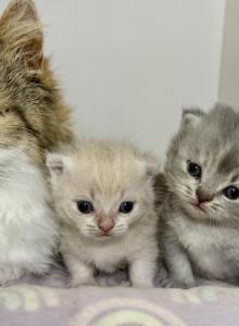 Camilla babies - Minuet Kitten For Sale - ATL&comma; GA&comma; US