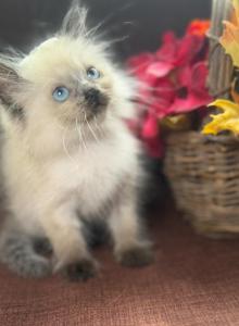 Purebred Ragdoll - Ragdoll Kitten For Sale - Barberton, OH, US Purebred Ragdoll - Ragdoll Kitten For Sale - Barberton, OH, US