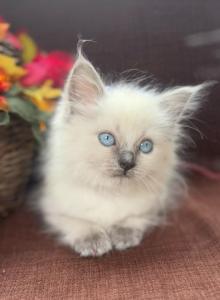 Female Ragdolls - Ragdoll Kitten For Sale - Barberton&comma; OH&comma; US