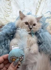 Mitted mink blue linx point ragdoll male kitten - Ragdoll Kitten For Sale - Beavercreek&comma; OH&comma; US