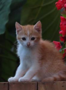 Jaleah - Domestic Kitten For Sale - Myerstown&comma; PA&comma; US