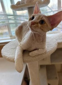 Cheese - Devon Rex Kitten For Sale - Newark&comma; CA&comma; US