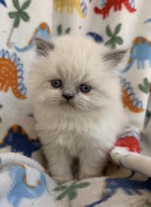 Himalayan - Himalayan Kitten For Sale - Cleveland&comma; TN&comma; US