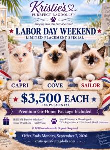 Labor Day Sale Capri Lilac Collection - Ragdoll Kitten For Sale - Mount Joy&comma; PA&comma; US