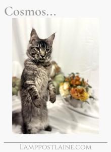 Cosmos - Maine Coon Kitten For Sale - Arcadia&comma; FL&comma; US