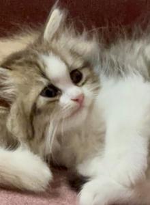 Patootie Dollface Persian - Persian Kitten For Sale - Temecula&comma; CA&comma; US