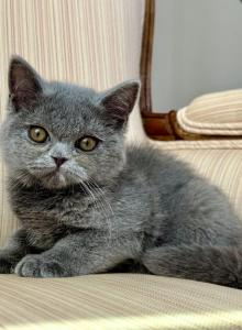 British Blue Female - British Shorthair Kitten For Sale - Orlando&comma; FL&comma; US