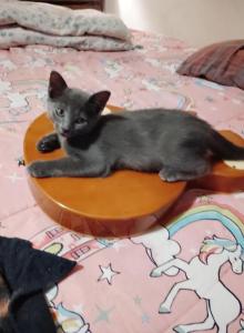 1kitten - Domestic Kitten For Adoption - Lawrence&comma; MA&comma; US