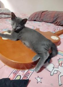 Grey male kitten - Domestic Kitten For Adoption - Lawrence, MA, US Grey male kitten - Domestic Kitten For Adoption - Lawrence, MA, US