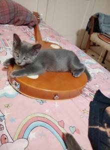 Grey kitten - Domestic Kitten For Adoption - Lawrence, MA, US Grey kitten - Domestic Kitten For Adoption - Lawrence, MA, US