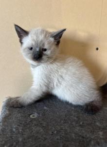Bod - Siamese Kitten For Sale - Conger&comma; IA&comma; US