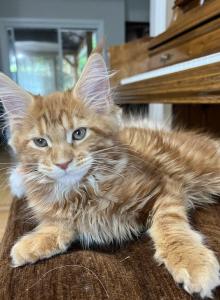 Creamsicle Litter - Maine Coon Kitten For Sale - Palmer&comma; MA&comma; US