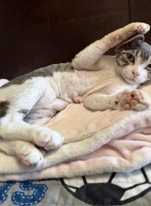 Hotpot - Devon Rex Kitten For Sale - Newark&comma; CA&comma; US