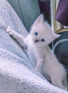 Pure Bred Lynx Point Siamese Kittens - Siamese Kitten For Sale - Houston&comma; TX&comma; US