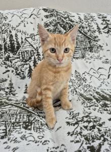 Orange Tabby - Siamese Kitten For Sale - Portland&comma; OR&comma; US