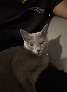 Velvet - Domestic Cat For Sale - Baltimore, MD, US Velvet - Domestic Cat For Sale - Baltimore, MD, US