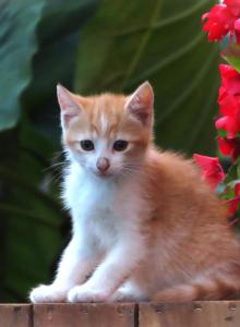 Jaleah - Domestic Kitten For Sale - Myerstown&comma; PA&comma; US