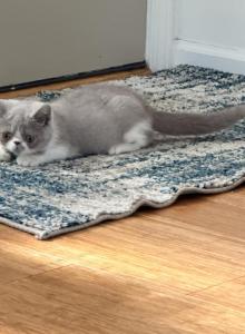 Biscuit Luna - Exotic Kitten For Sale - TN&comma; US