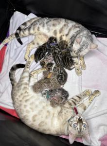 Storm and Chip litter - Bengal Kitten For Sale - Tallahassee&comma; FL&comma; US