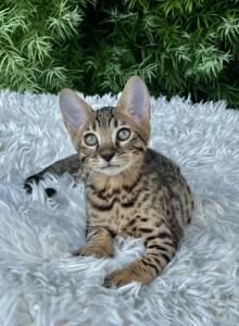 Dragon - Savannah Kitten For Sale - Bradenton&comma; FL&comma; US