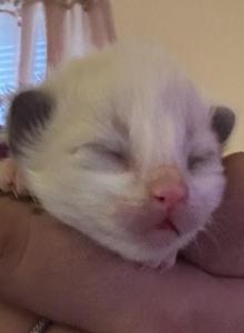 RESERVED Kats Ravishing Ragdolls 1 AVAILABLE - Ragdoll Kitten For Sale - Lancaster&comma; PA&comma; US