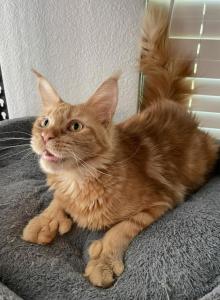 Fairy - Maine Coon Cat For Sale - CA&comma; US