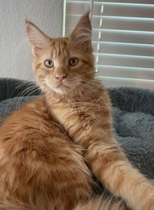 Simply Red - Maine Coon Kitten For Sale - CA&comma; US