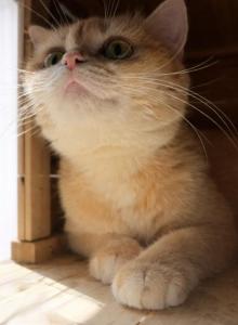 Misha second litter - British Shorthair Kitten For Sale - San Marcos&comma; CA&comma; US