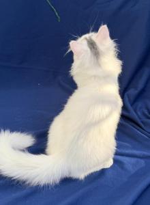 Mix Ragdoll & Turkish Van - Ragdoll Kitten For Adoption - Auburn&comma; WA&comma; US
