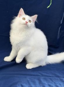 Mix Ragdoll & Turkish Van - Ragdoll Kitten For Adoption - Auburn&comma; WA&comma; US