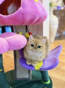 Iriska - British Shorthair Cat For Adoption - MD, US Iriska - British Shorthair Cat For Adoption - MD, US