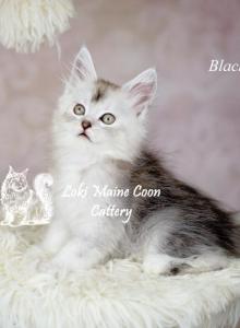 Zues - Maine Coon Kitten For Sale - Mechanicsburg&comma; PA&comma; US