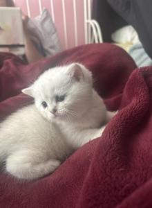 Opal - British Shorthair Kitten For Sale - Sun City Center, FL, US Opal - British Shorthair Kitten For Sale - Sun City Center, FL, US