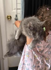 MAINE COON - Maine Coon Kitten For Sale - Eagleville, PA, US MAINE COON - Maine Coon Kitten For Sale - Eagleville, PA, US