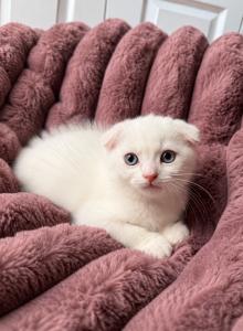 Scottish Fold Male - Scottish Fold Kitten For Sale - Orlando, FL, US Scottish Fold Male - Scottish Fold Kitten For Sale - Orlando, FL, US