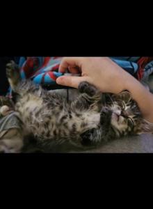 Kittens - Domestic Kitten For Adoption - Mount Holly, NC, US Kittens - Domestic Kitten For Adoption - Mount Holly, NC, US