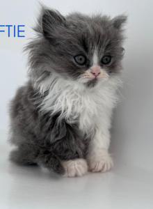 Leftie - Persian Kitten For Sale - Fulshear, TX, US Leftie - Persian Kitten For Sale - Fulshear, TX, US