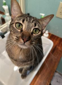 Garbanzo - Domestic Cat For Adoption - San Antonio, TX, US Garbanzo - Domestic Cat For Adoption - San Antonio, TX, US