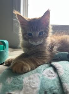 Creamsicle Litter - Maine Coon Kitten For Sale - Palmer, MA, US Creamsicle Litter - Maine Coon Kitten For Sale - Palmer, MA, US