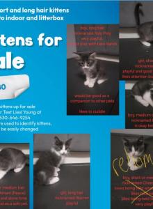 Names can be changed - Domestic Kitten For Adoption - Redding, CA, US Names can be changed - Domestic Kitten For Adoption - Redding, CA, US