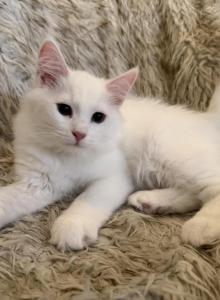FirCountry Duchess - Siberian Kitten For Sale - Castle Rock, WA, US FirCountry Duchess - Siberian Kitten For Sale - Castle Rock, WA, US