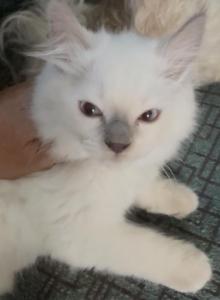 Arwyn - Ragdoll Kitten For Sale - Buffalo, NY, US Arwyn - Ragdoll Kitten For Sale - Buffalo, NY, US