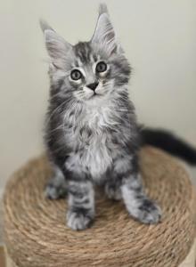 Maine Coon - Maine Coon Kitten For Sale - FL, US Maine Coon - Maine Coon Kitten For Sale - FL, US