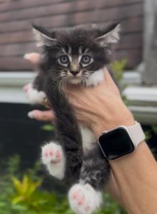 Penelope Litter Kitten 1 - Maine Coon Kitten For Sale - OH&comma; US