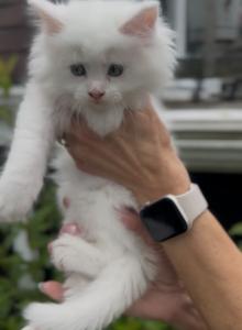 Penelope Litter Kitten 3 - Maine Coon Kitten For Sale - OH, US Penelope Litter Kitten 3 - Maine Coon Kitten For Sale - OH, US