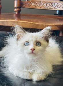 Jasper - Ragdoll Kitten For Adoption - Bartlett, IL, US Jasper - Ragdoll Kitten For Adoption - Bartlett, IL, US